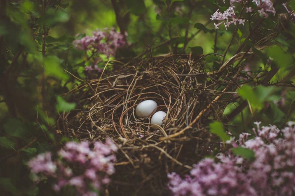 purple flower lilac bush with a birds nest and two eggs 