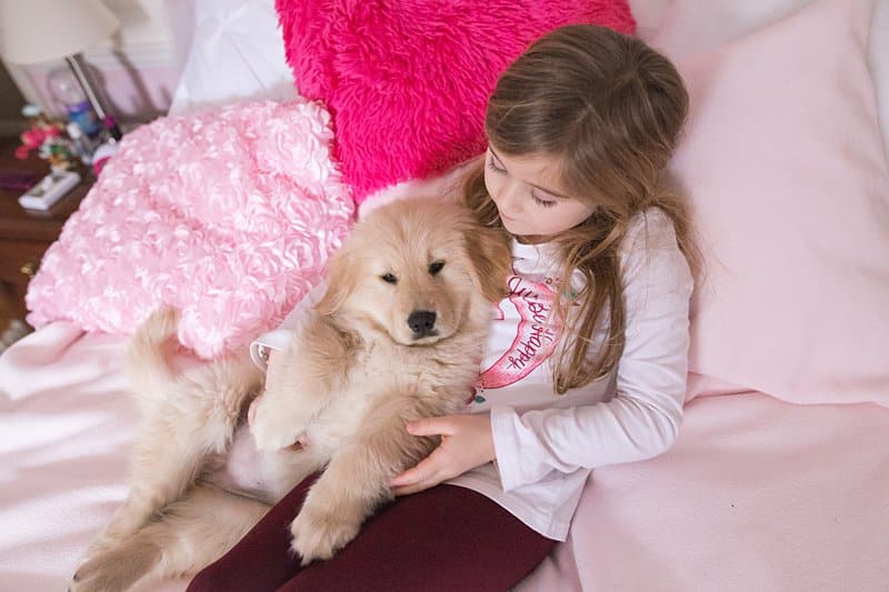 little girl with golden puppy on her pink bed
