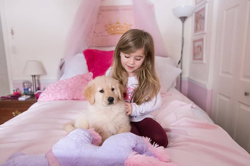 little girl with golden puppy on her pink bed
