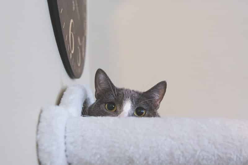 kitty peeking over ledge