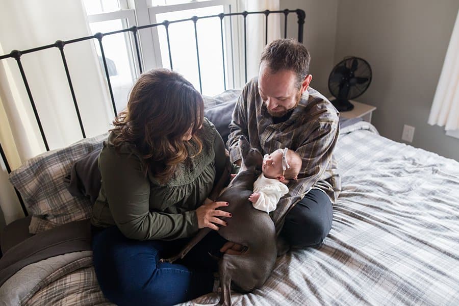 mom dad and italian greyhound on bed for baby newborn session