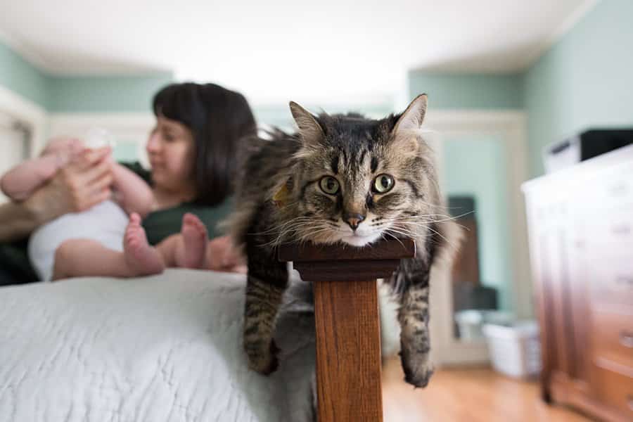 cat on bed with family during newborn lifestyle session 