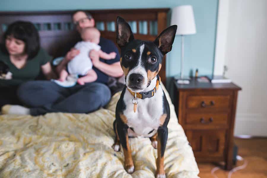 dog on bed with family during newborn lifestyle session 