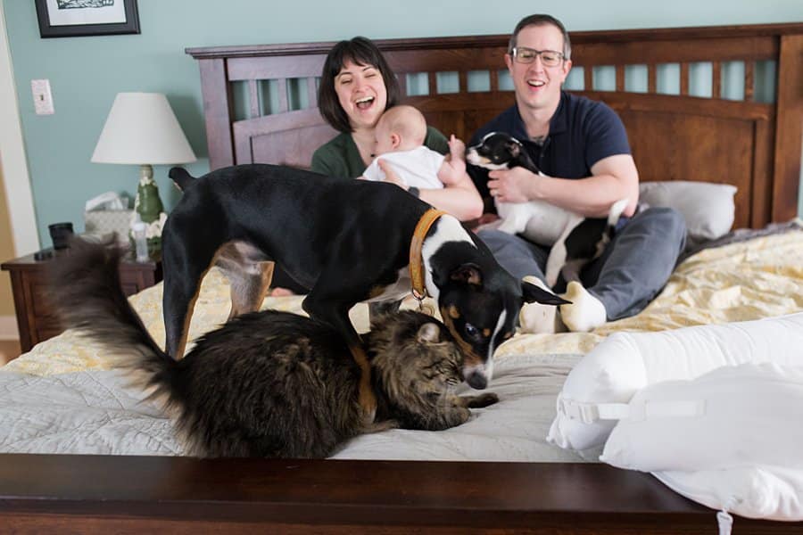 dogs and cat on bed with family during newborn lifestyle session 