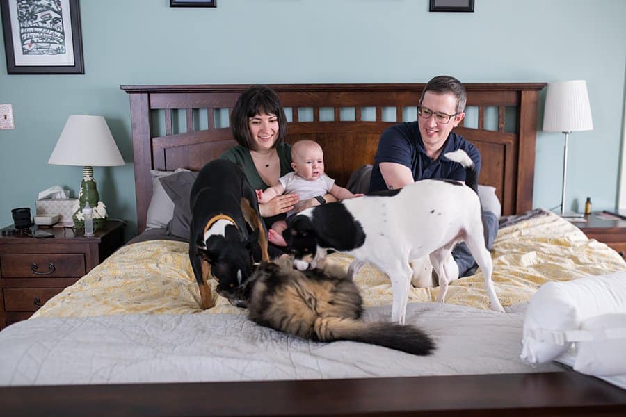 dogs and cat on bed with family during newborn lifestyle session 