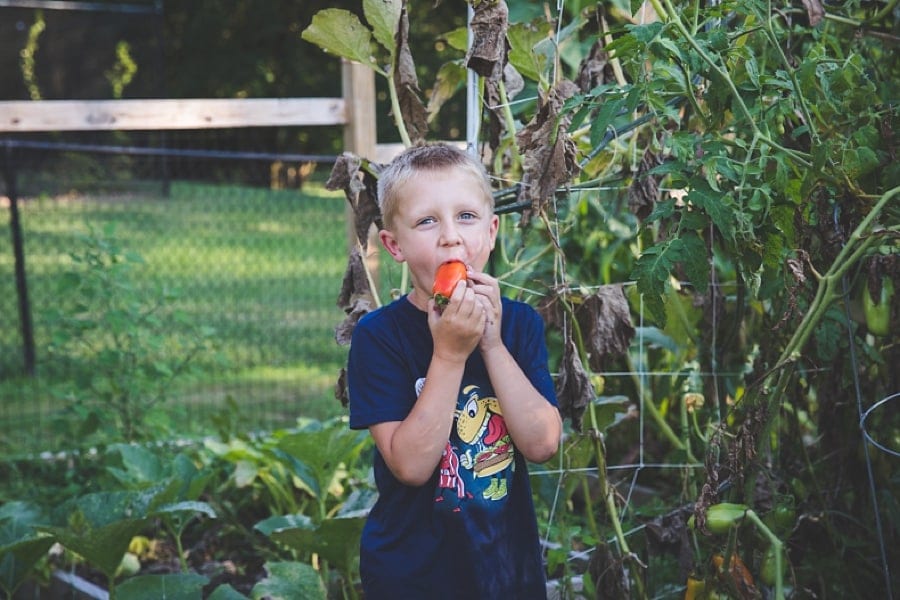 boy eating a tomato in backyard garden