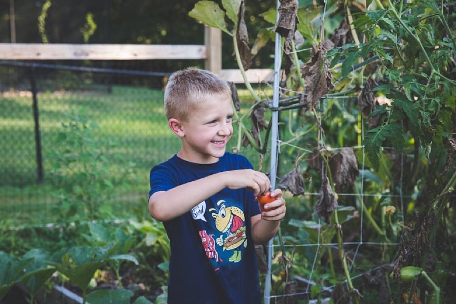 boy smiling with a tomato in backyard garden