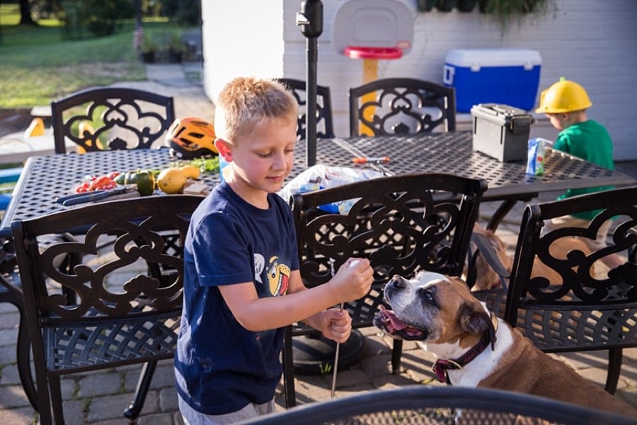 boy puts marshmallow on a stick next to boxer dog on the patio