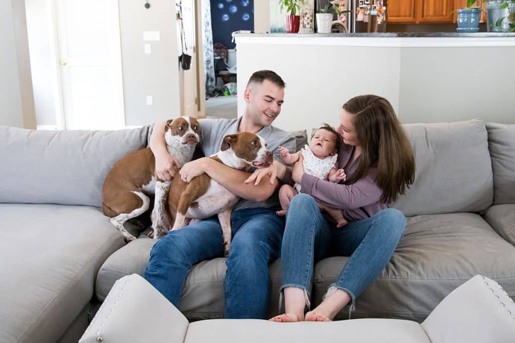 mom dad new baby and two dogs on couch for newborn session