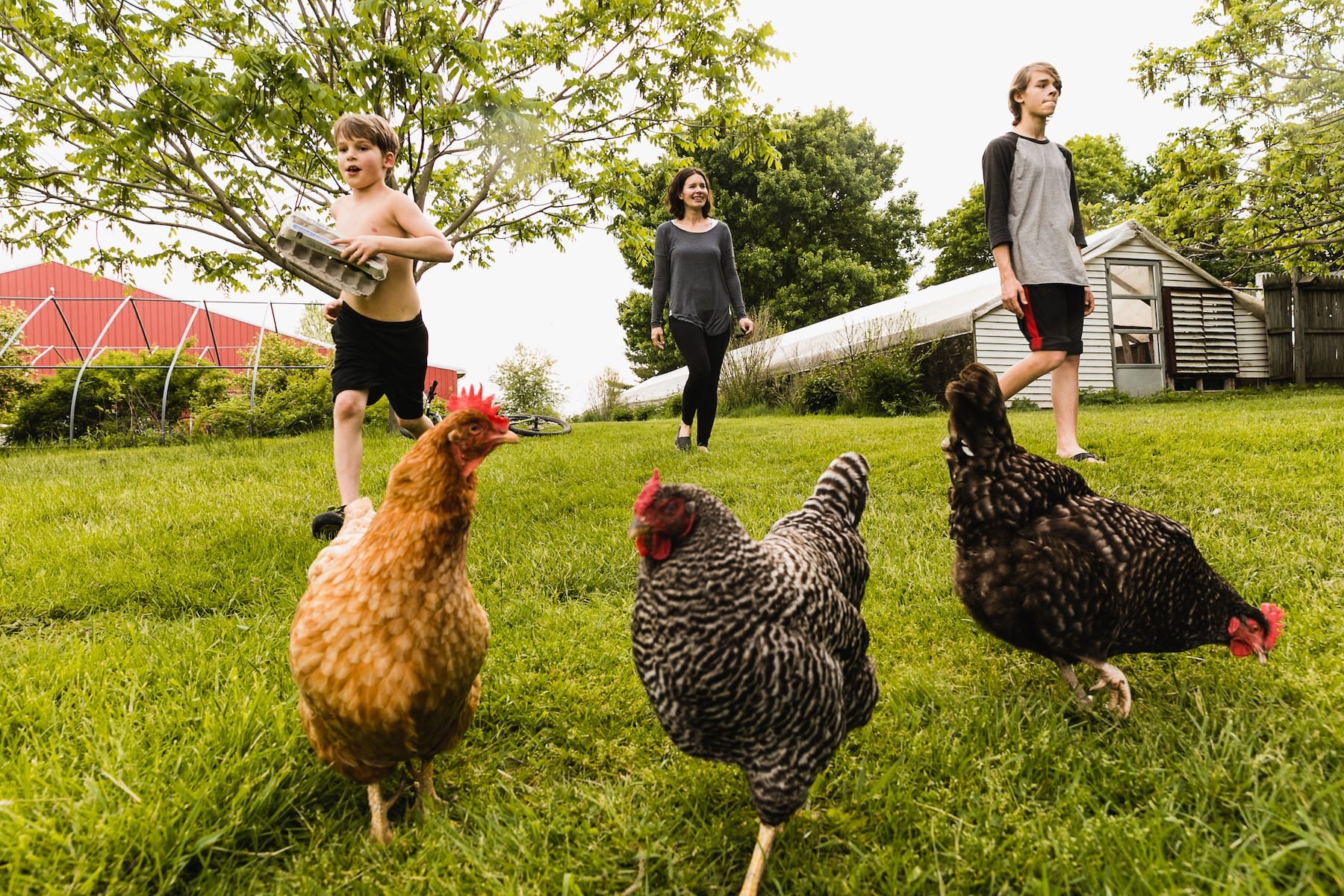 mary beth miller photographer and her 2 sons and chickens on the farm