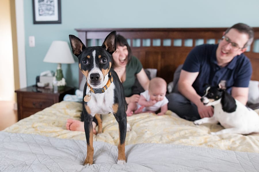 dog on bed with family and baby in south hills home