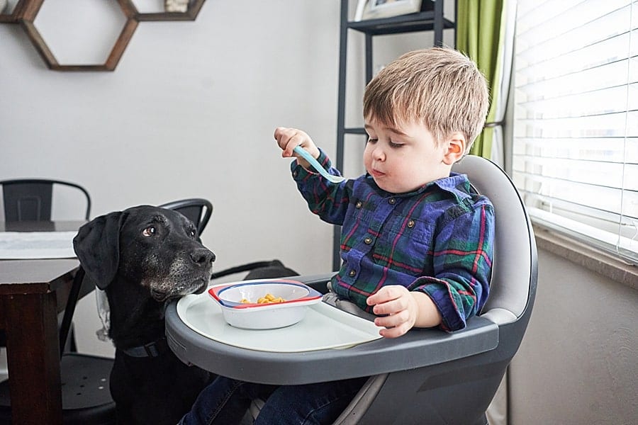 dog next to little boy eating in a highchair