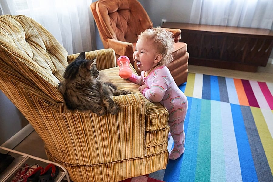 little girl sticking her tongue out at a cat on vintage armchair wexford family photographer