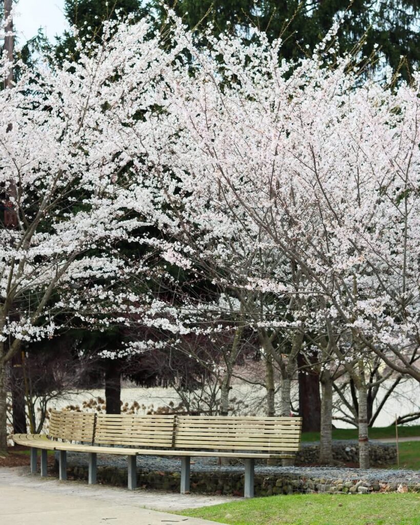 A wooden park bench sits under blooming cherry blossom trees in a landscaped outdoor setting—perfect for spring blossoms photo sessions in Pittsburgh.