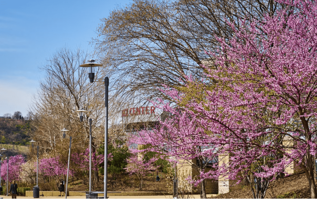 Trees with pink spring blossoms line a walkway with street lamps; perfect for photo sessions in Pittsburgh. A building with the word "CENTER" partially visible stands in the background under a clear blue sky.