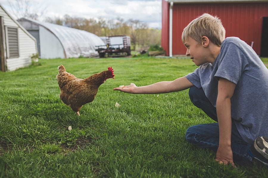 A little boy reaching out here to feed chicken on the green grass with a red barn behind him