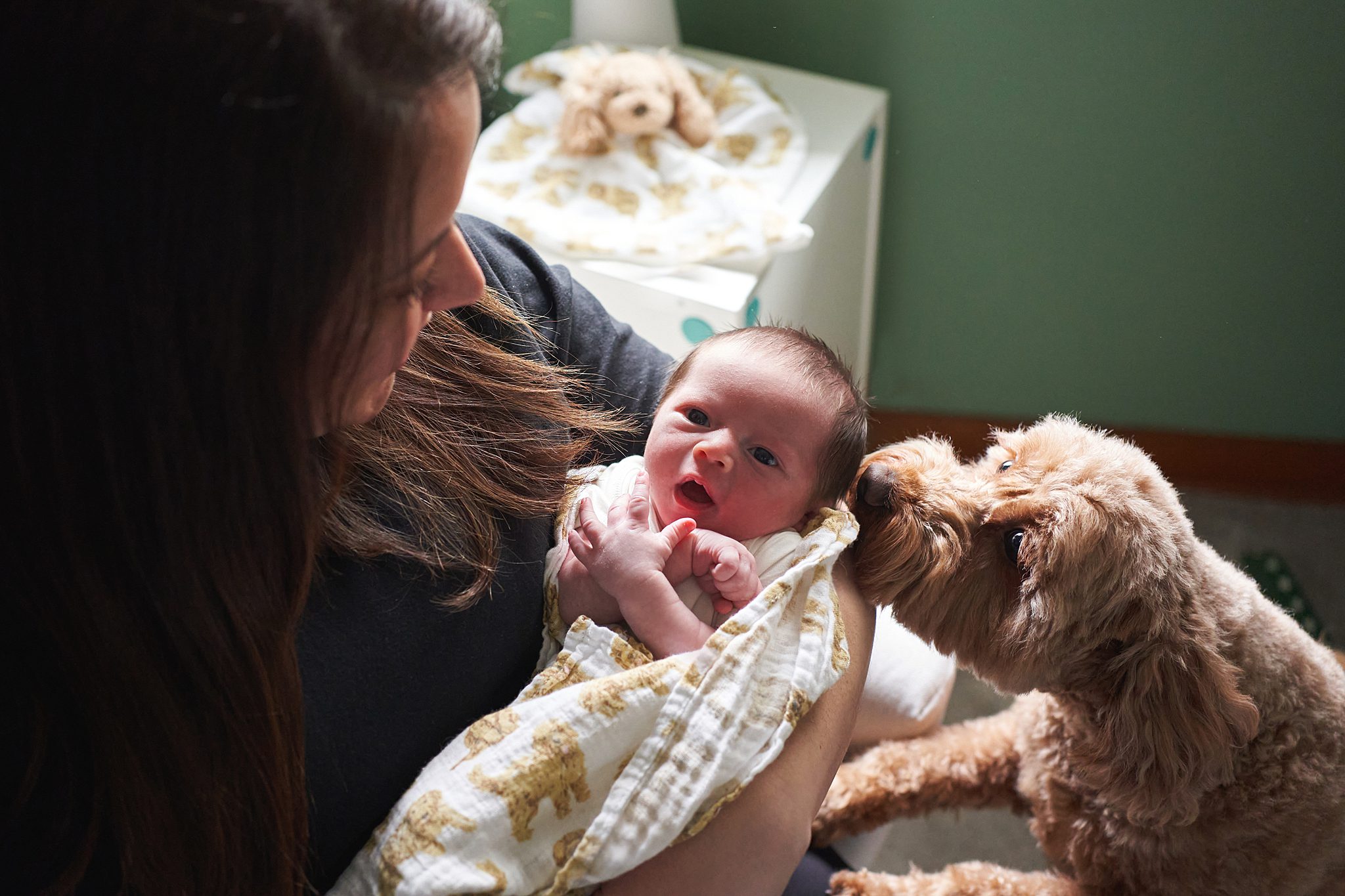 dog sniffing baby in nursery of north hills home for a newborn photo session 