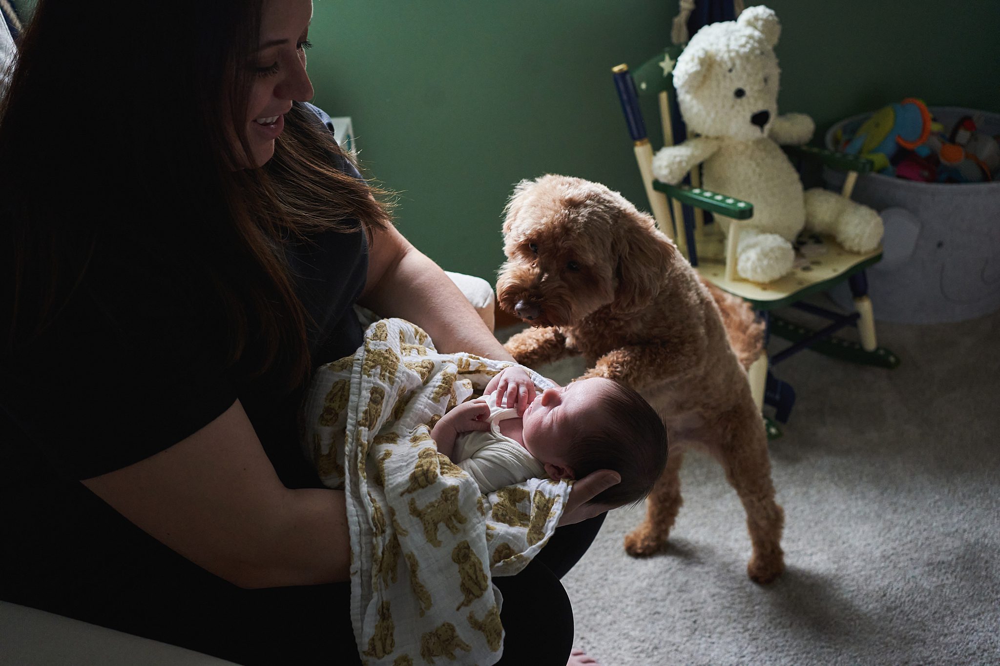 dog watching newborn baby in nursery of north hills home for a photo session 