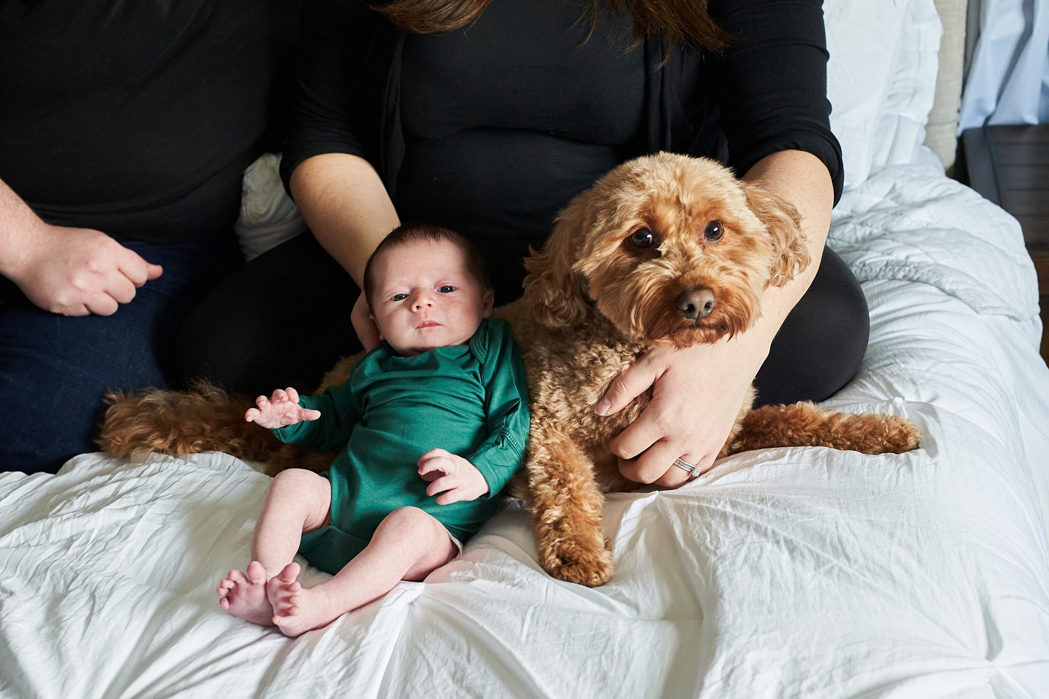 newborn in north hills home with golden doodle dog for a newborn photo session