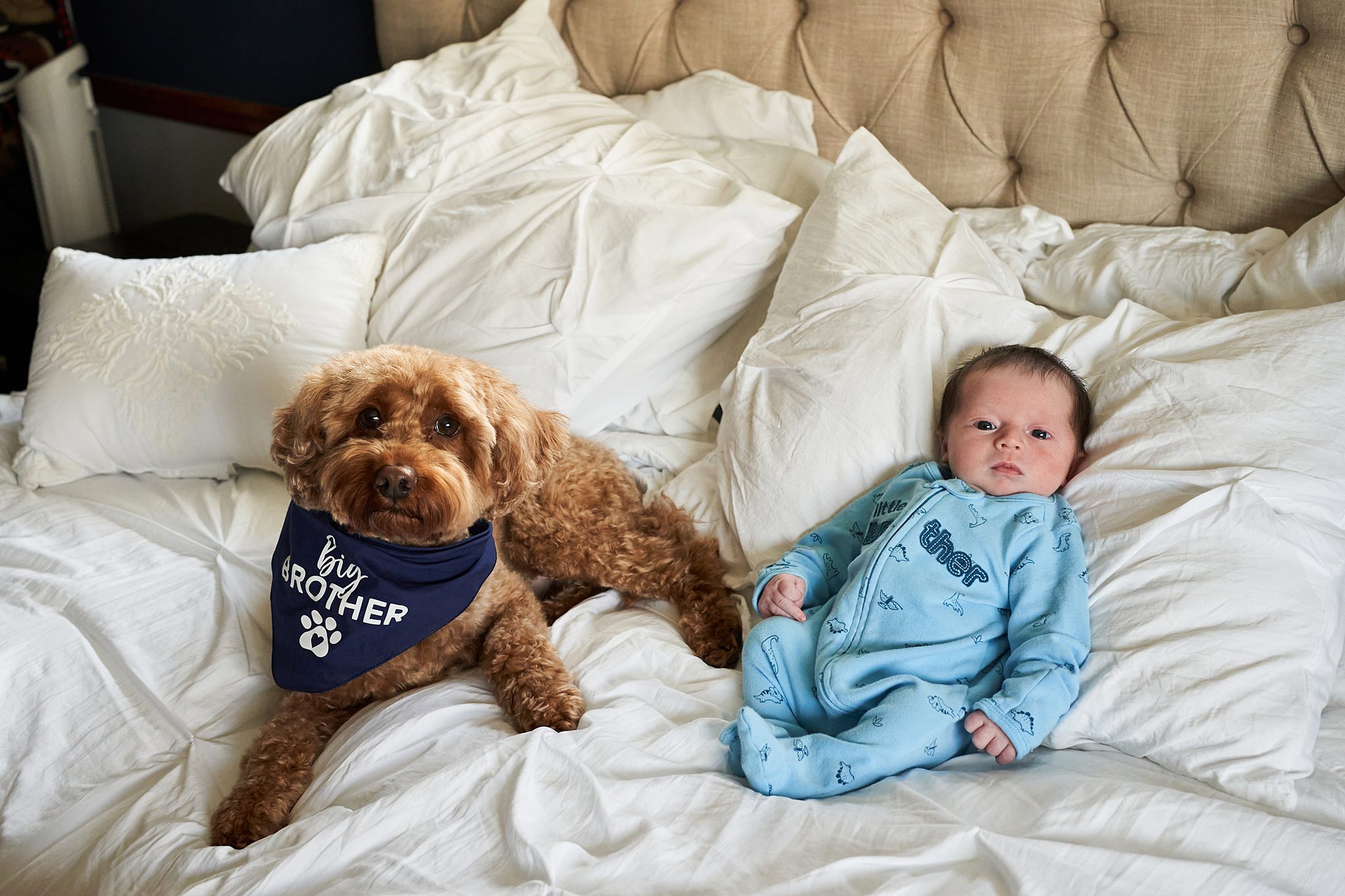 bed with newborn in north hills home with golden doodle dog for a newborn photo session
