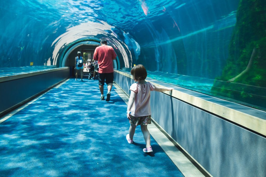 top-10-places-to-visit-in-pittsburgh-with-a-family-pittsburgh-zoo.