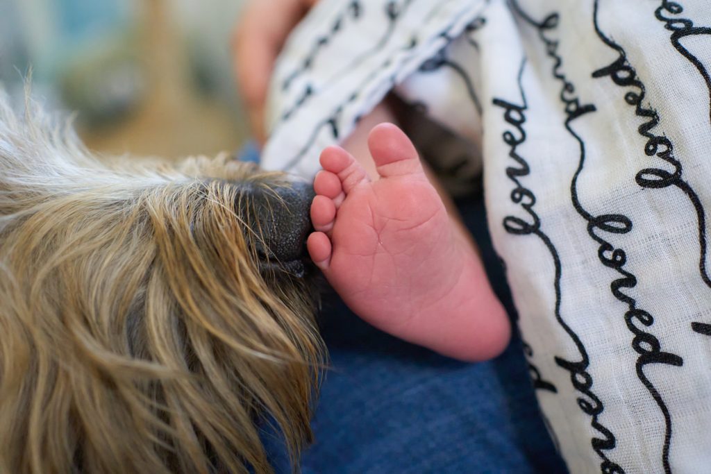 dog smelling a newborn foot