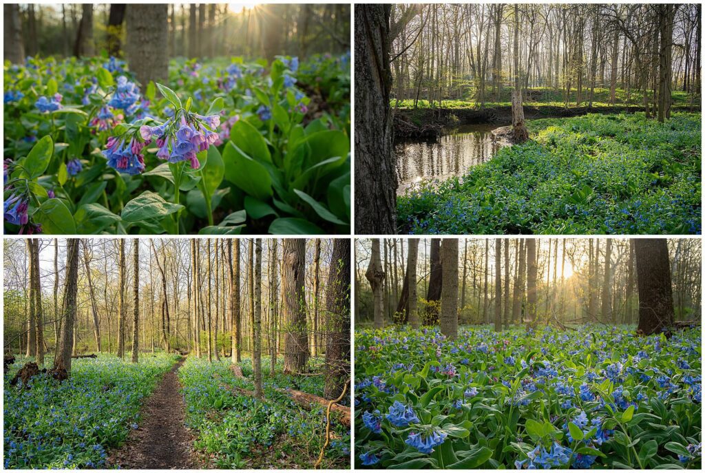 Collage of four woodland scenes in spring near Pittsburgh, with dense patches of field wildflowers, tall trees, a dirt path, and sunlight streaming through the forest—a perfect setting for a photo session.