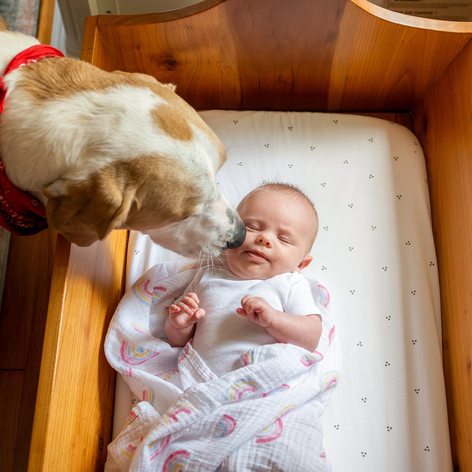 A dog is kissing a baby in a crib.