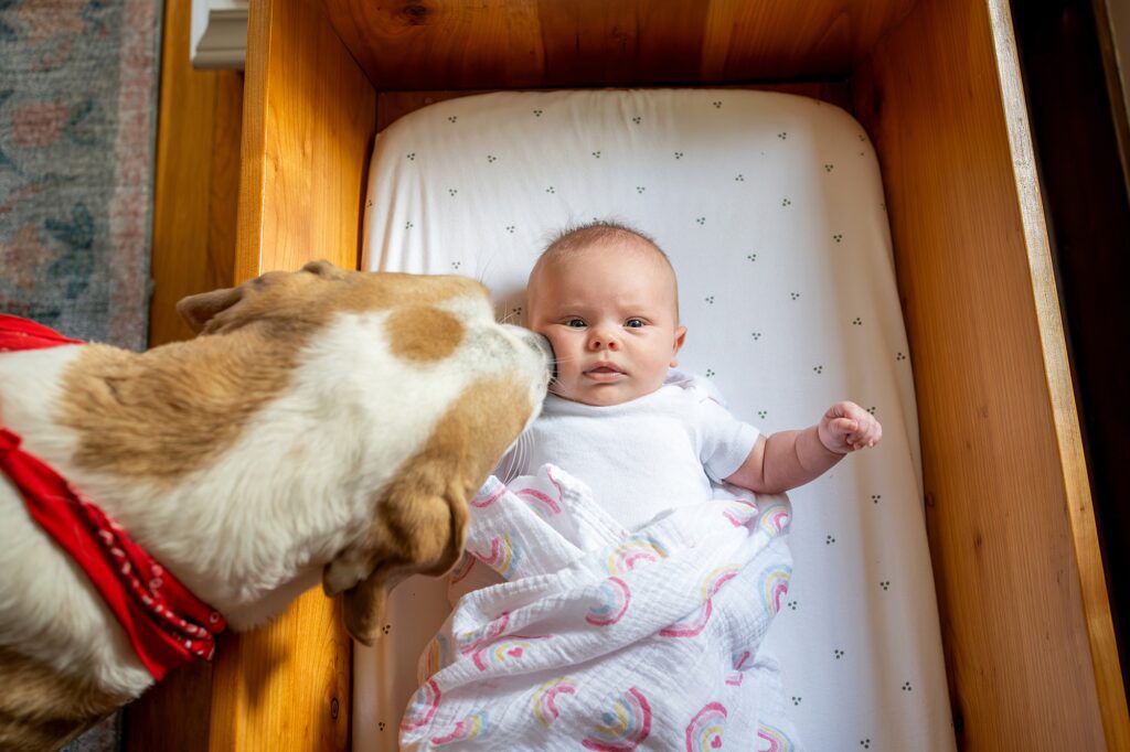 A baby lying in a crib while a dog with a red collar sniffs towards the baby.