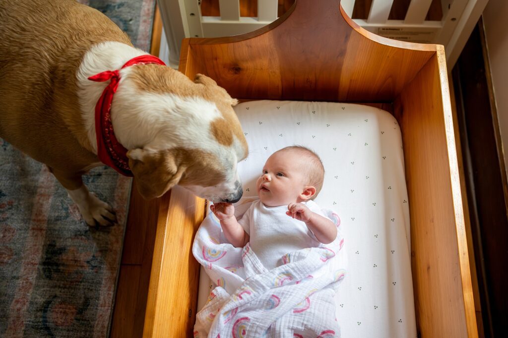A dog wearing a red bandana curiously sniffs a baby lying in a wooden crib.
