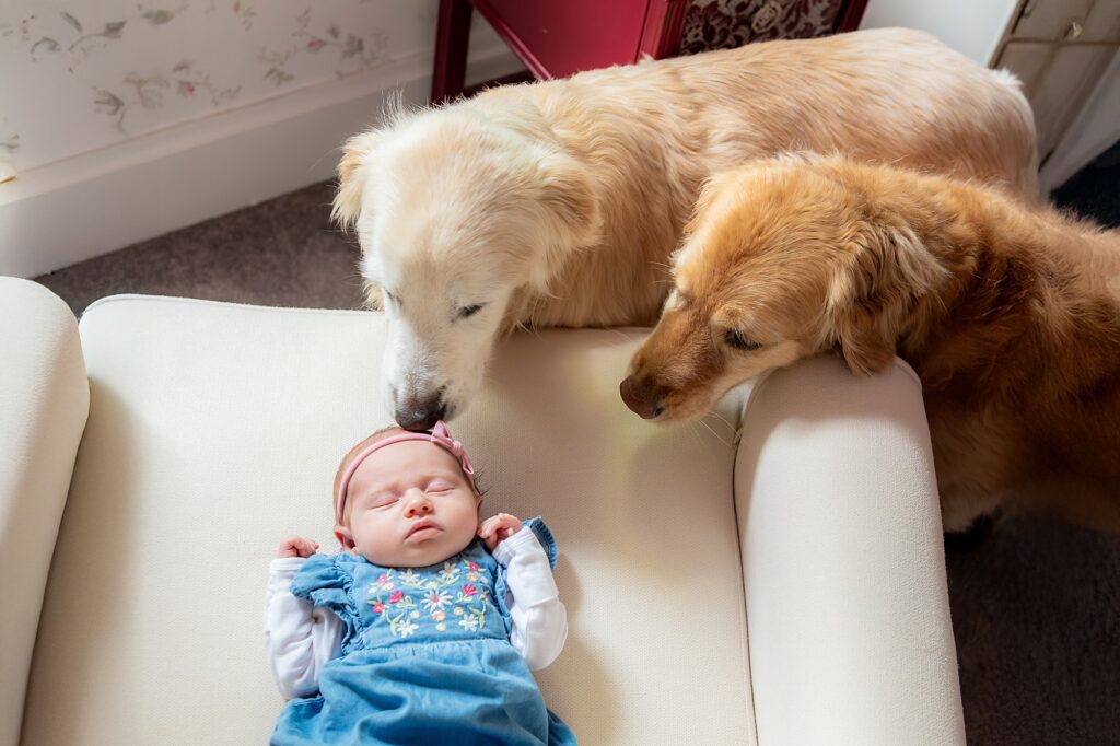 A baby lies asleep on a cream-colored armchair while two golden retrievers stand nearby, gently sniffing her.